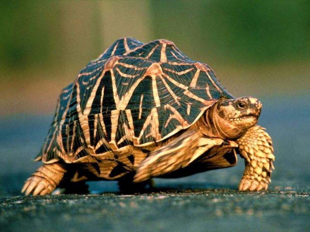 Все о черепахах в Архангельске | ЗооТом портал о животных