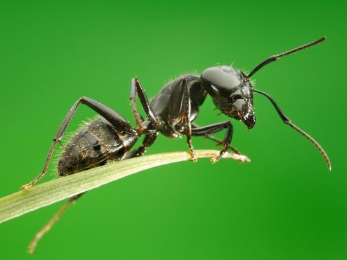 Все о муравьях в Архангельске | ЗооТом портал о животных