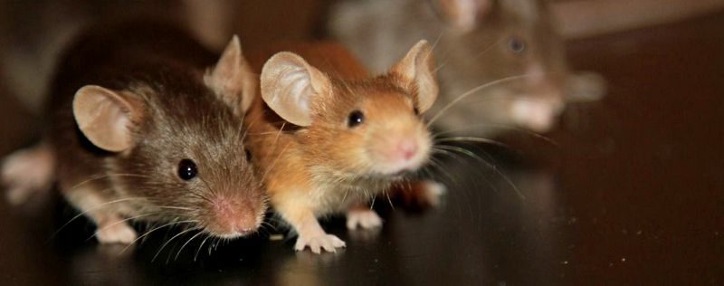 Все о мышах в Архангельске | ЗооТом - продажа, вязка и услуги для животных в Архангельске