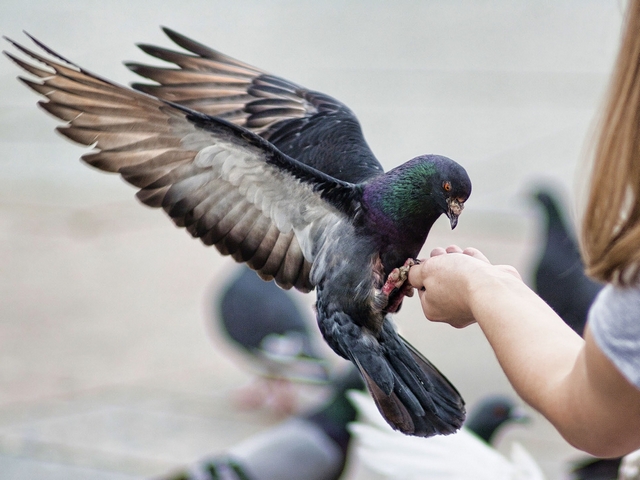Все о голубях | ЗооТом - продажа, вязка и услуги для животных в Архангельске
