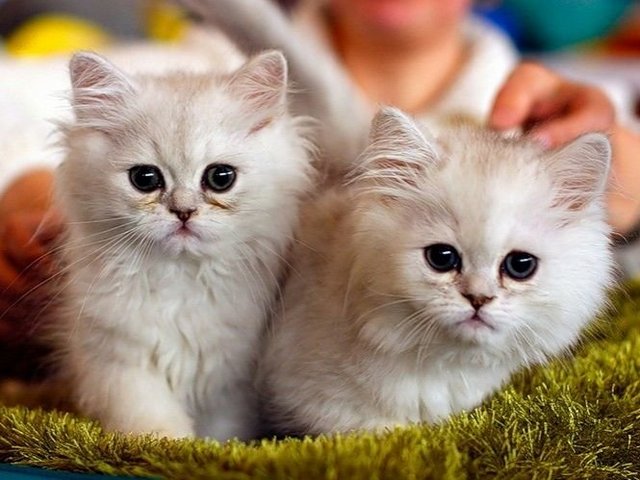 Породы кошек в Архангельске | ЗооТом портал о животных