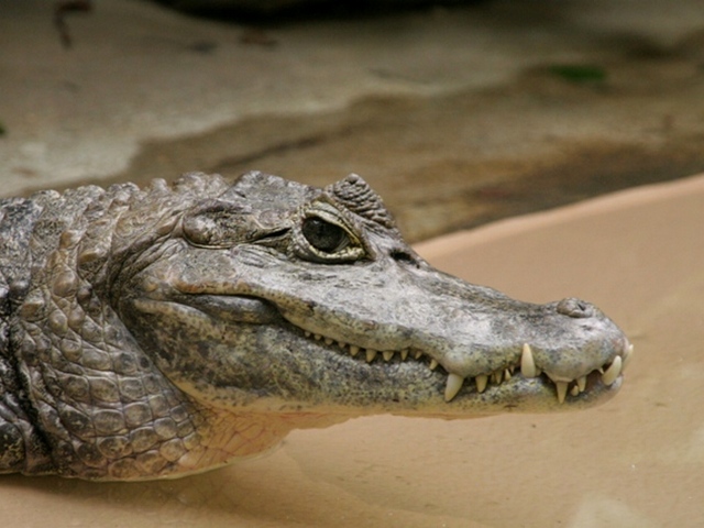Все о крокодилах в Архангельске | ЗооТом портал о животных