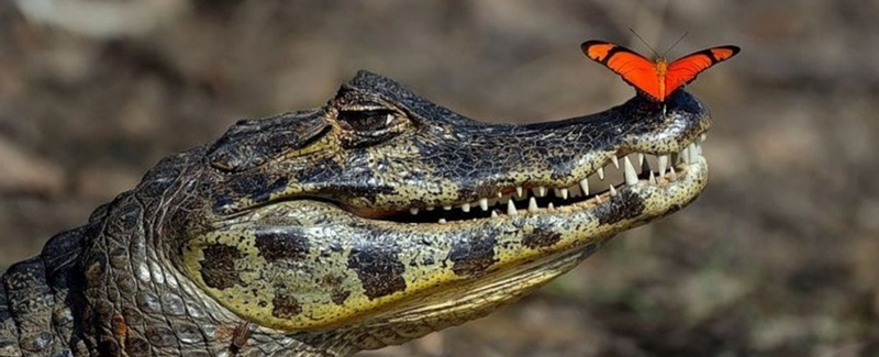 Все о крокодилах в Архангельске | ЗооТом портал о животных