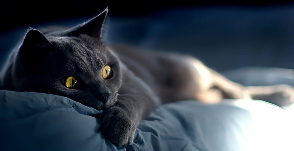 Объявления о кошках | ЗооТом - продажа, вязка и услуги для животных в Архангельске