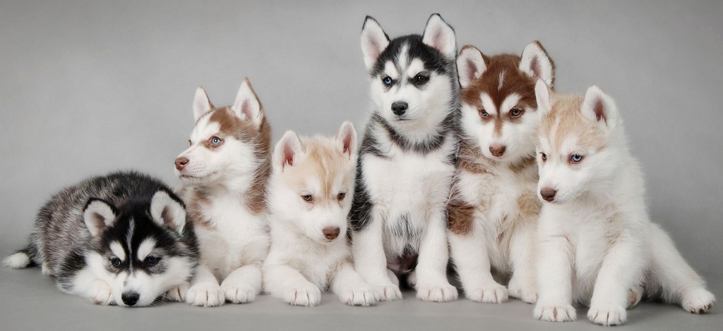 Объявления о собаках | ЗооТом - продажа, вязка и услуги для животных в Архангельске