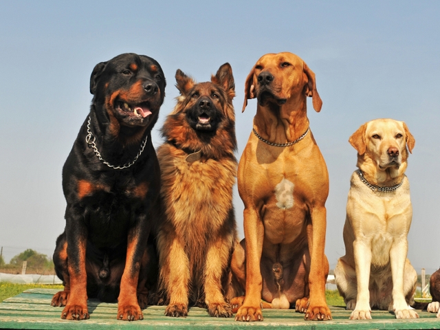 Крупные породы собак в Архангельске | ЗооТом портал о животных